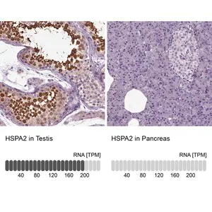 Merck Anti-HSPA2 antibody produced in rabbit