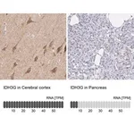 Merck Anti-IDH3G antibody produced in rabbit