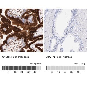 Merck Anti-C1QTNF6 antibody produced in rabbit
