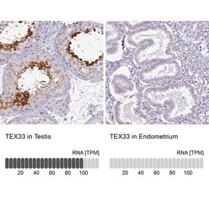 Merck Anti-TEX33 antibody produced in rabbit