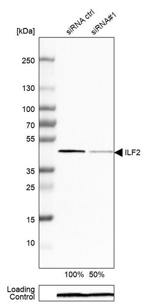 Merck Anti-ILF2 antibody produced in rabbit