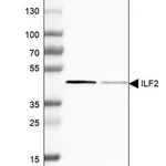 Merck Anti-ILF2 antibody produced in rabbit