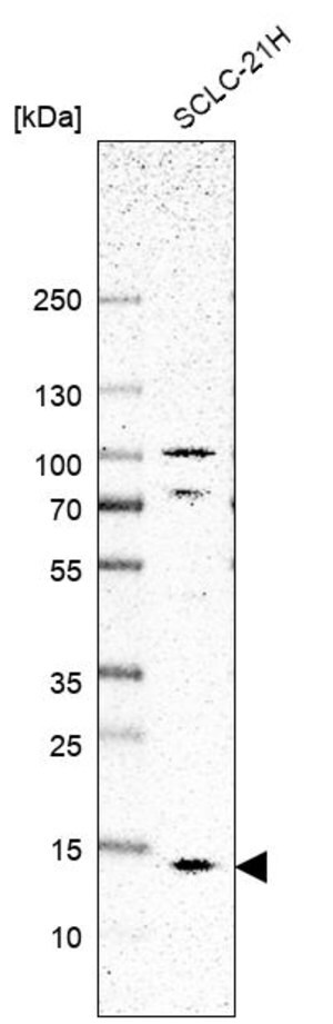 Merck Anti-SMIM8 antibody produced in rabbit