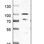Merck Anti-SMIM8 antibody produced in rabbit