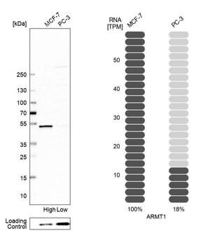Merck Anti-ARMT1 antibody produced in rabbit
