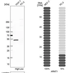 Merck Anti-ARMT1 antibody produced in rabbit