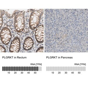 Merck Anti-PLGRKT antibody produced in rabbit