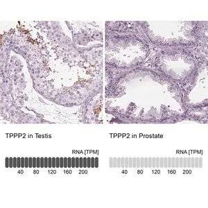 Merck Anti-TPPP2 antibody produced in rabbit