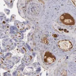 Merck Anti-C1QA antibody produced in rabbit