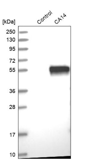 Merck Anti-CA14 antibody produced in rabbit