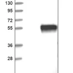 Merck Anti-CA14 antibody produced in rabbit