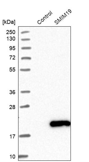 Merck Anti-SMIM19 antibody produced in rabbit