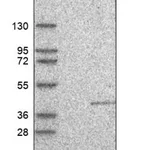Merck Anti-C22orf31 antibody produced in rabbit