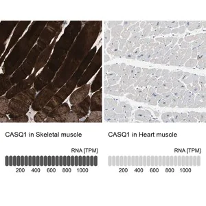Merck Anti-CASQ1 antibody produced in rabbit