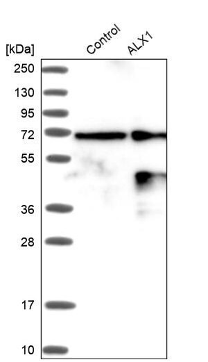Merck ANTI-ALX1 antibody produced in rabbit