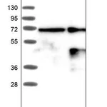 Merck ANTI-ALX1 antibody produced in rabbit