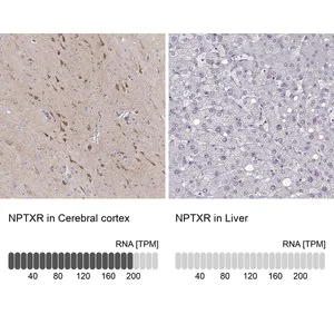 Merck ANTI-NPTXR antibody produced in rabbit