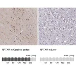 Merck ANTI-NPTXR antibody produced in rabbit