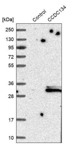 Merck Anti-CCDC134 antibody produced in rabbit
