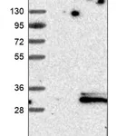 Merck Anti-CCDC134 antibody produced in rabbit