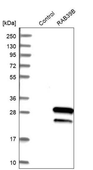 Merck Anti-RAB39B antibody produced in rabbit