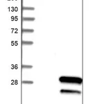 Merck Anti-RAB39B antibody produced in rabbit