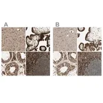 Merck Anti-CANX antibody produced in rabbit