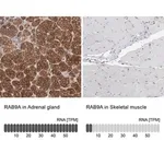 Merck Anti-RAB9A antibody produced in rabbit