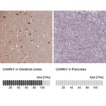Merck Anti-CAMKV antibody produced in rabbit