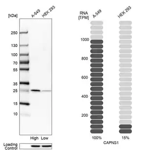 Merck Anti-CAPNS1 antibody produced in rabbit