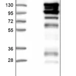 Merck Anti-CC2D1A antibody produced in rabbit