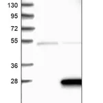 Merck Anti-ZMAT5 antibody produced in rabbit