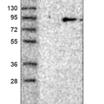 Merck Anti-RAD17 antibody produced in rabbit