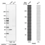Merck Anti-RAB5C antibody produced in rabbit