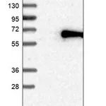 Merck Anti-ZNF155 antibody produced in rabbit