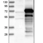 Merck Anti-ZNF18 antibody produced in rabbit