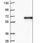 Merck Anti-ZNF597 antibody produced in rabbit