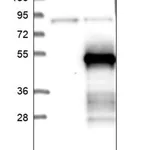 Merck Anti-ZNF174 antibody produced in rabbit