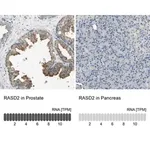 Merck Anti-RASD2 antibody produced in rabbit