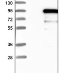 Merck Anti-ZSCAN12 antibody produced in rabbit