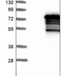 Merck Anti-ZNF205 antibody produced in rabbit