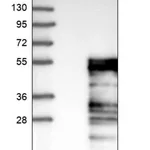 Merck Anti-ELK3 antibody produced in rabbit