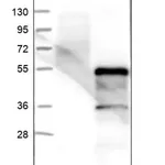 Merck Anti-ZSCAN16 antibody produced in rabbit