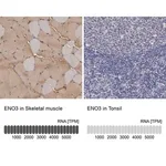 Merck Anti-ENO3 antibody produced in rabbit