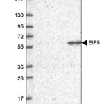 Merck Anti-EIF5 antibody produced in rabbit