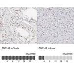 Merck Anti-ZNF143 antibody produced in rabbit
