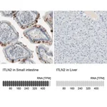 Merck Anti-ITLN2 antibody produced in rabbit