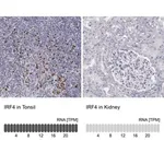 Merck Anti-IRF4 antibody produced in rabbit