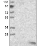 Merck Anti-JTB antibody produced in rabbit