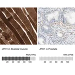 Merck Anti-JPH1 antibody produced in rabbit